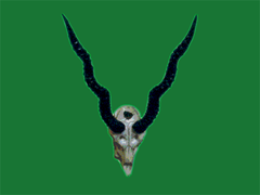 lacorne