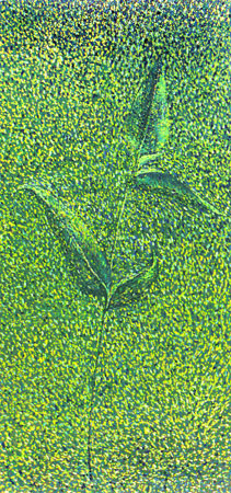 dayflower